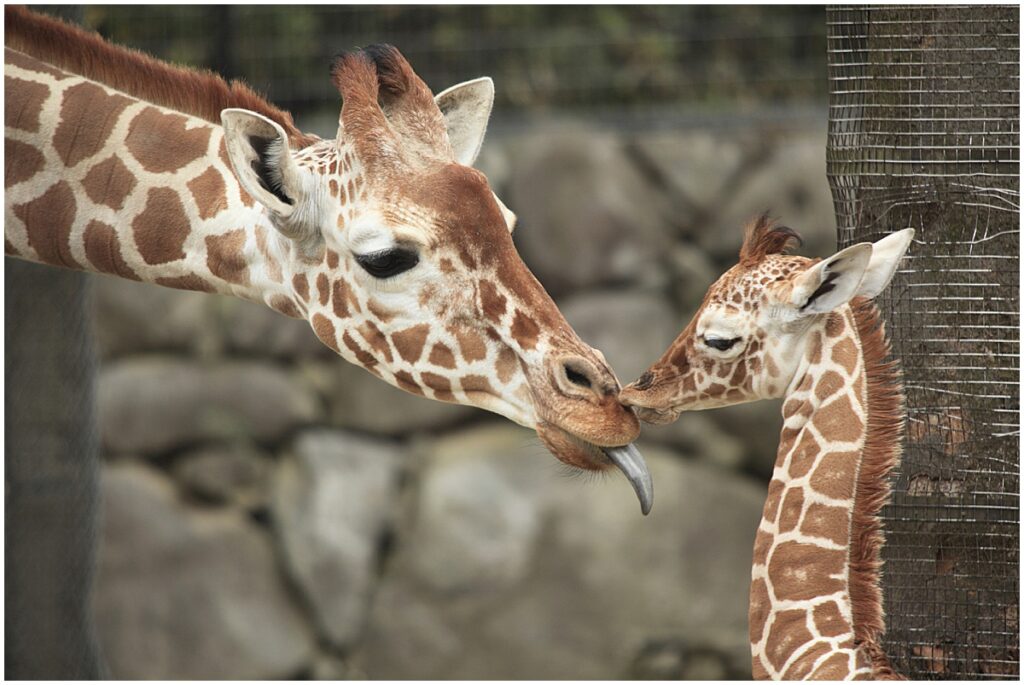 mom and baby giraffe at Indianapolis zoo